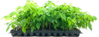 Amethyst Falls Wisteria Frutescens Vine | 10 Live Plants | Beautiful Drought Tolerant Fragrant Purple Flowering Vine