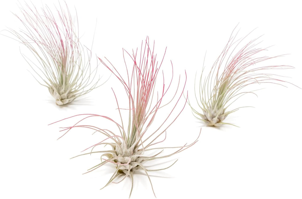 Fuchsia Colorful Tillandsia Air Plants - Long Lasting Color Enhanced Live Tillandsia Succulent House Plants - Home and Garden Decor - Easy Care Indoor/Outdoor Plants (Argentea Thin, Single)