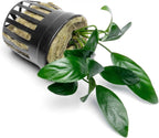 SubstrateSource Anubias Live Aquarium Plants - Potted Freshwater Plant for Fish Tanks, Terrariums - Beginner Friendly Low Light (Congensis Mini, 1 Pot)