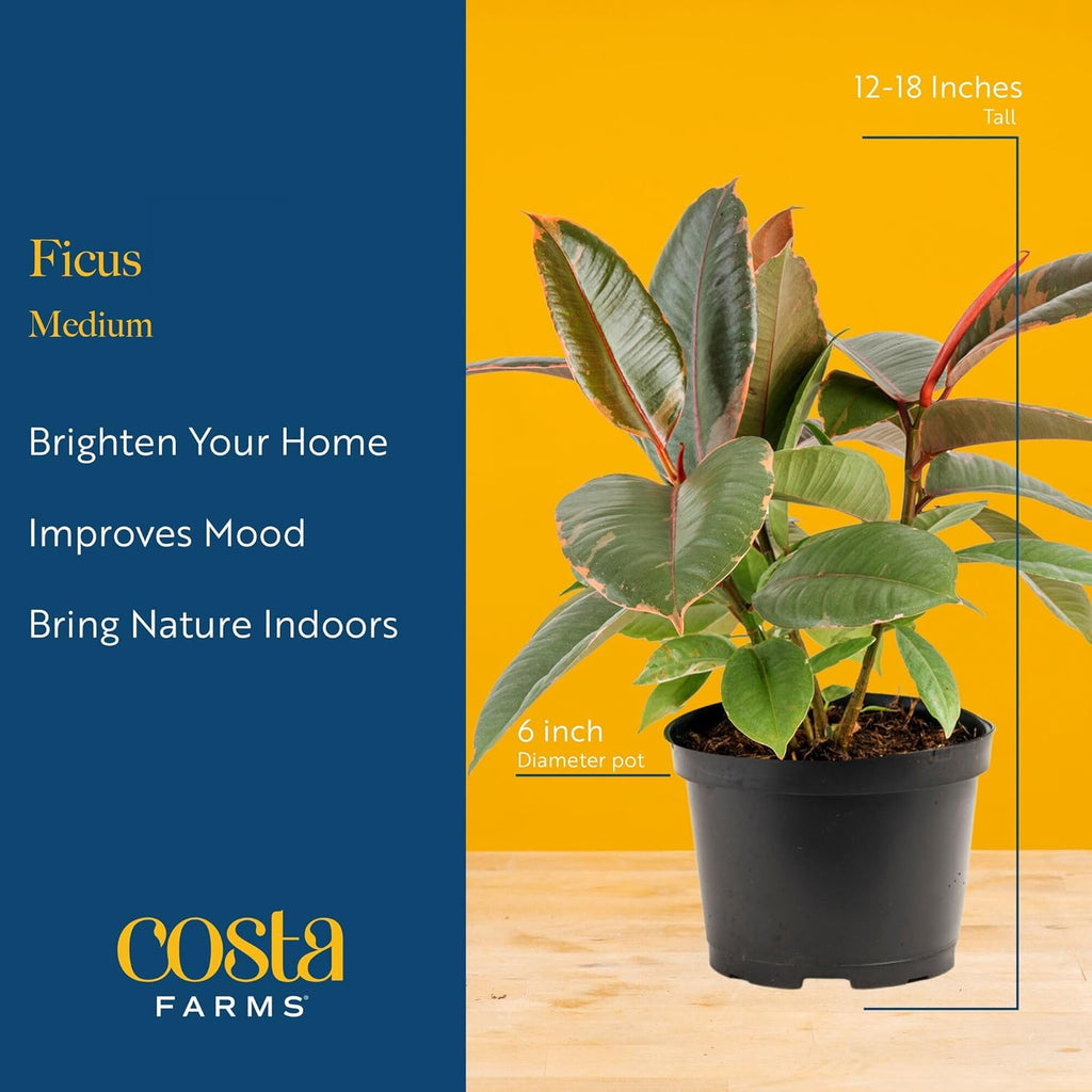 Costa Farms Ficus Live Plants (Pack of 6), Easy to Grow Live Indoor Houseplants, Grower's Choice Collection, Potted in Minimal Decor Plant Pots, Potting Soil, Housewarming Gift, Home and Room Decor