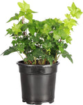Thorsen's Greenhouse Live Green English Ivy Plant, Hedera Helix, Natural Air Purifier, Easy to Grow, Live Indoor Houseplant, 4" Diameter Pot (Nursery Pot)