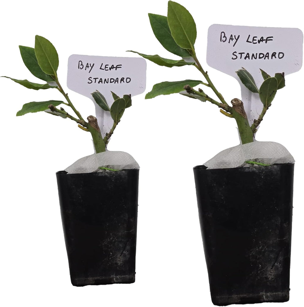 Mediterranean Bay Leaf, Bay Laurel Live Plant. Standard Variety - Laurus Nobilis. Live Plant. Fragrant, Fresh, Edible. Best for Ground Planting Outdoor. (2 Bay Laurel Plants in Cup)