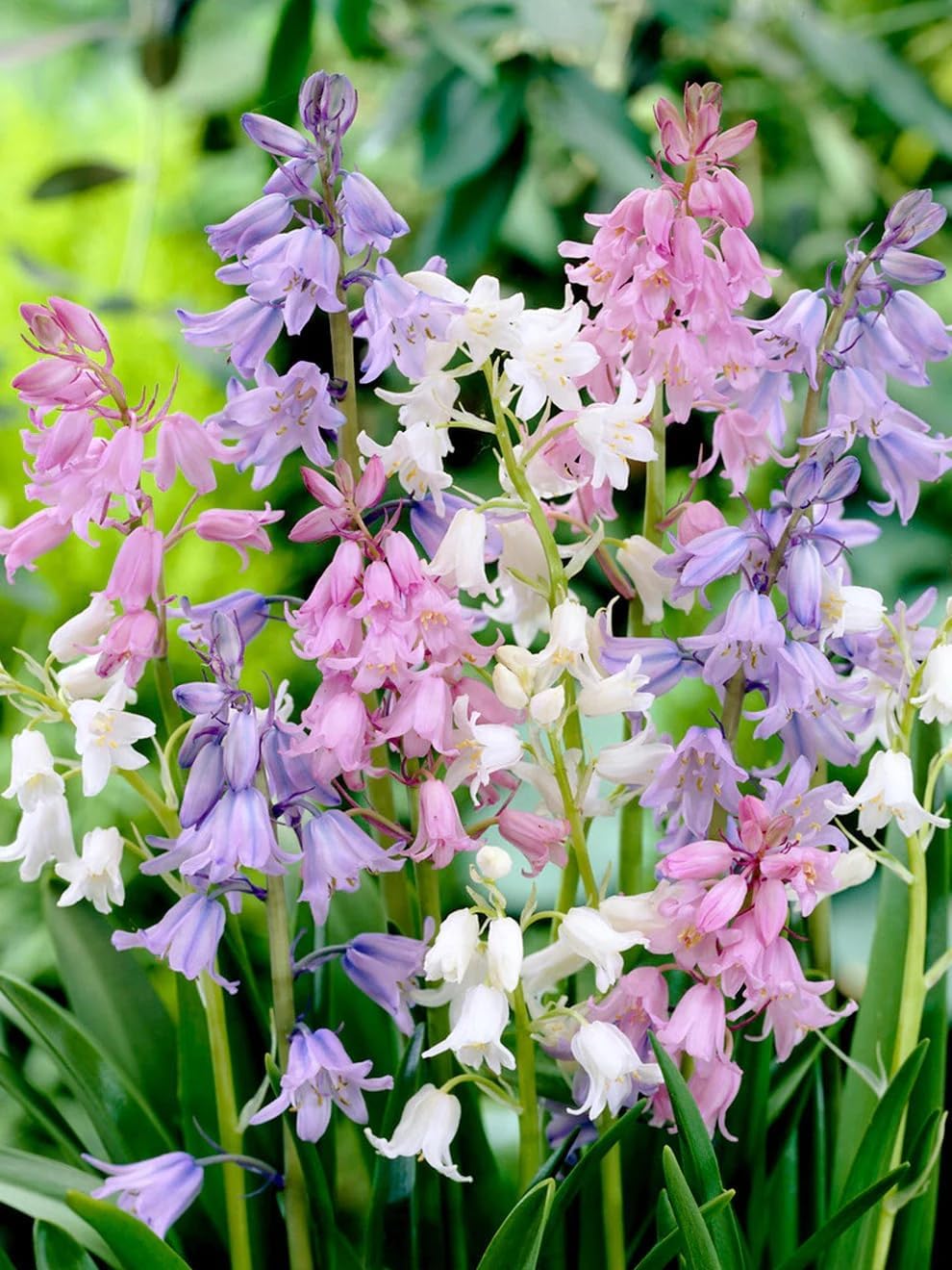 Spanish Bluebell Mixture - Perennial Spanish Bluebells (Wood Hyacinth) Bulbs for Planting | Spring Flowering Bulbs, Bell Shaped Flowers - Easy to Grow (50 Pack)