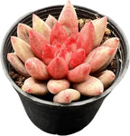 Sprout N Green Echeveria Goldfish, Rare Live Succulent Plant Fully Rooted in 2" Planter with Soil, Home Office Indoor Outdoor Wedding Decoration DIY Projects Party Favor