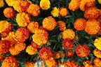 Flower & Vegetable Seed Set - 22 Varieties of Non-GMO Heirloom Premium Seeds for Planting - Brussel Sprouts, Cantaloupe, Peppers, Marigolds, and More
