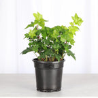 Thorsen's Greenhouse Live Green English Ivy Plant, Hedera Helix, Natural Air Purifier, Easy to Grow, Live Indoor Houseplant, 4" Diameter Pot (Nursery Pot)