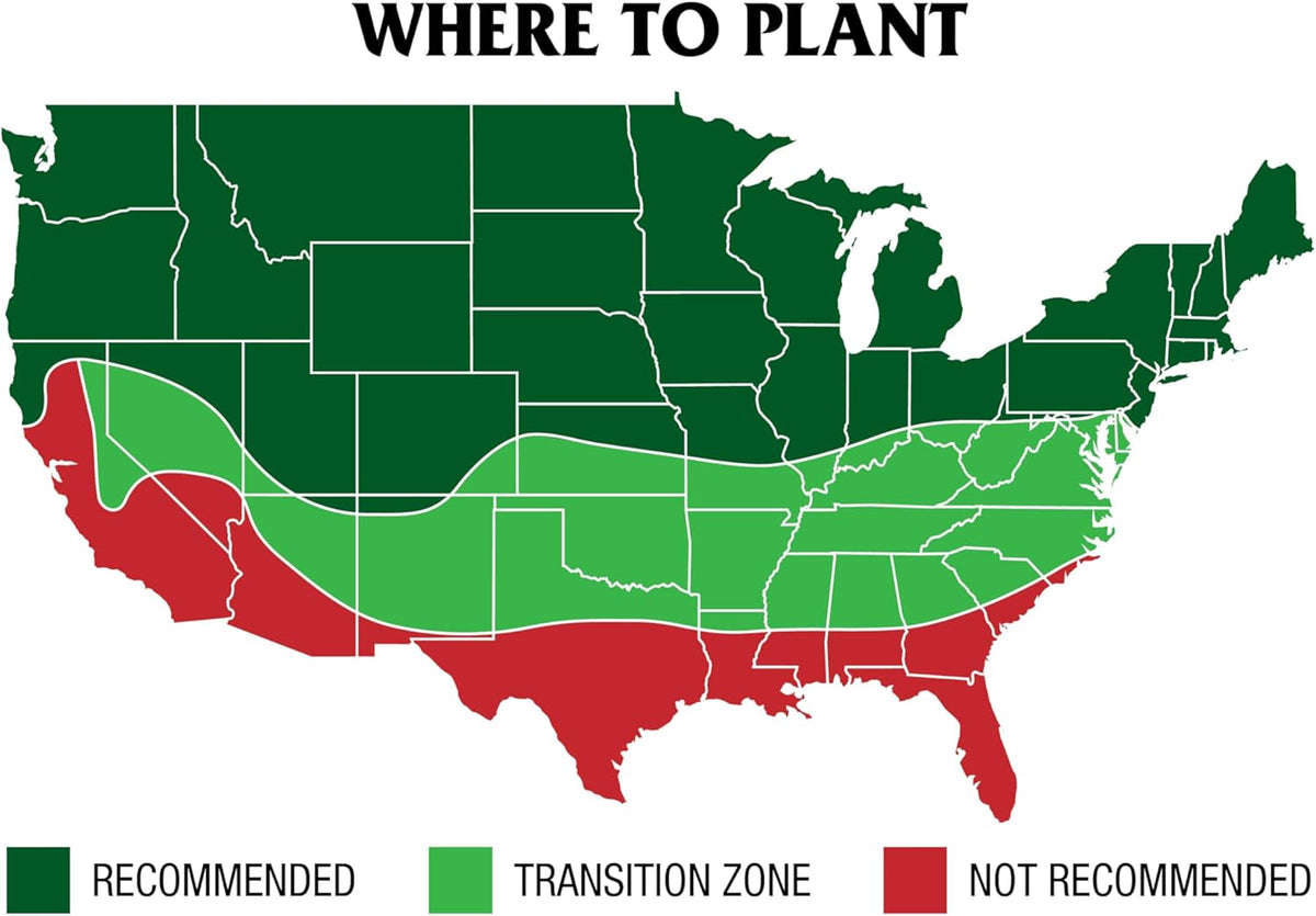 GreenView Pure Grass Seed Turf Type Tall Fescue Sun & Shade Blend, 20 lb. Bag – Covers up to 5,000 sq. ft.