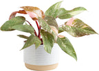 Costa Farms Pink Princess Philodendron, Live Indoor Plant, Rare Unique Houseplant Potted in Indoors Garden Plant Pot, Living Room Home Decor, Trending Tropicals Collection, 1 Foot Tall