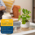 Costa Farms Golden Pothos Live Plant, Devil's Ivy in Decorative Pot, Easy to Maintain, Air Purifying Indoor Houseplant, Home, Room, or Office Decor, House Warming or Birthday Gift, 12-14 Inches Tall