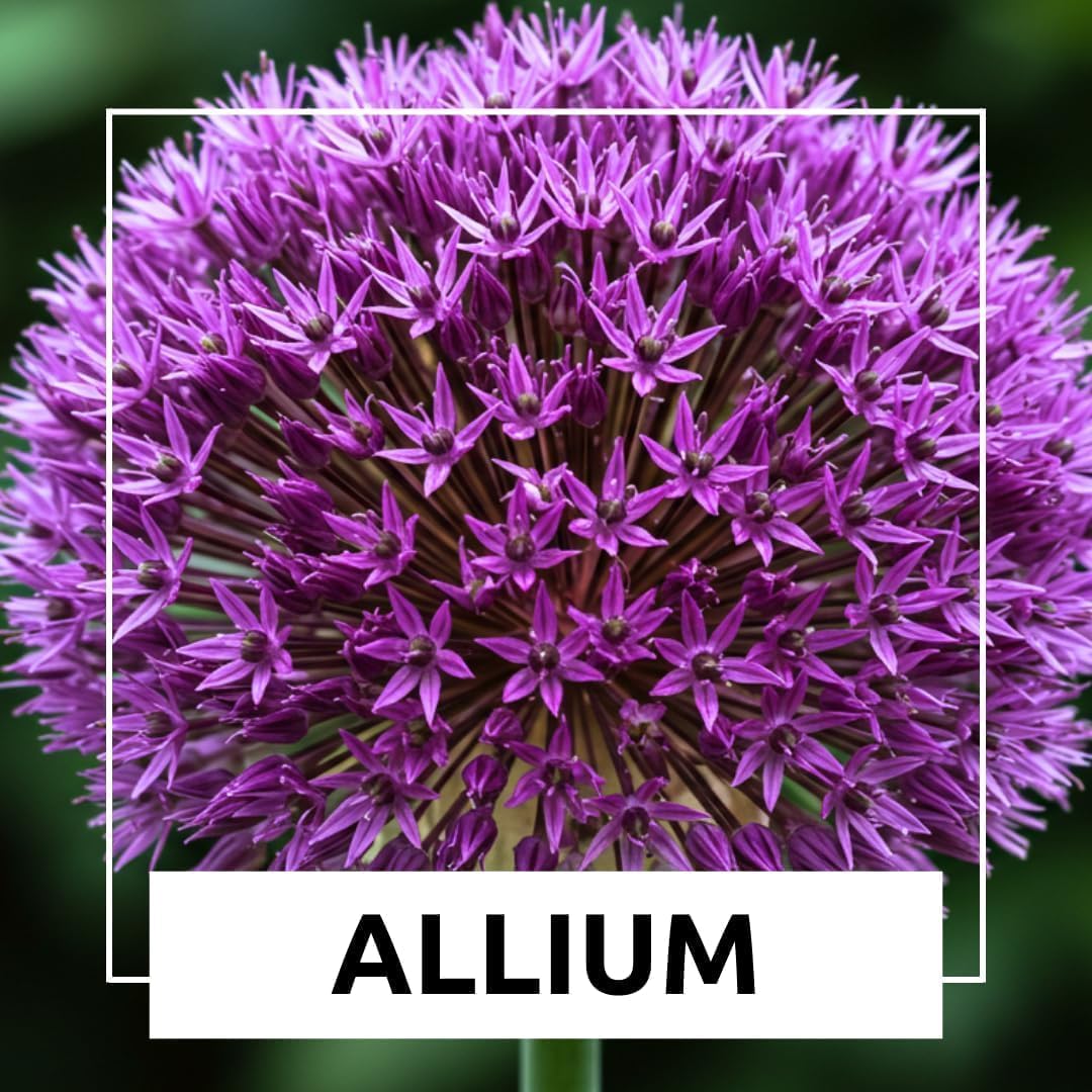 Purple Allium Bulbs for Planting - Easy to Grow Perennial Flowers, Top Size Bulbs, Large Spherical Blooms (20 Bulbs)