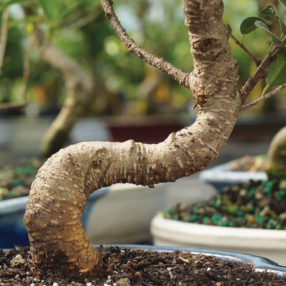 Brussel's Bonsai Live Golden Gate Ficus Indoor Bonsai Tree-7 Years Old 8" to 10" Tall with Plastic Grower Pot, Medium,
