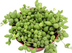 Live Succulent 4" String of Tears, Succulents Plants Live, Succulent Plants Fully Rooted, House Plant for Home Office Decoration, DIY Projects, Party Favor Gift by The Succulent Cult