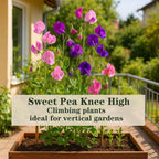 600+ Count Sweet Pea Seeds – Fragrant Flower Seeds, Easy to Grow with High Germination, Colorful Flowering Vines for Trellis, Garden Beds, Balcony, and Patio Planter
