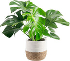 Costa Farms Monstera, Swiss Cheese Live Plant in Decorative Pot, Large Indoor Houseplant, Perfect for Home, Room, or Office Decor, Great House Warming or Birthday Gift, 2-3 Feet Tall