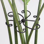 Monstera Plant Support Hook - 4.1x4.1IN 5PCS, Durable Adjustable Stem Support System, Gentle Protection for Monstera and Fishbone Cactus, Professional Indoor Plant Stabilizer