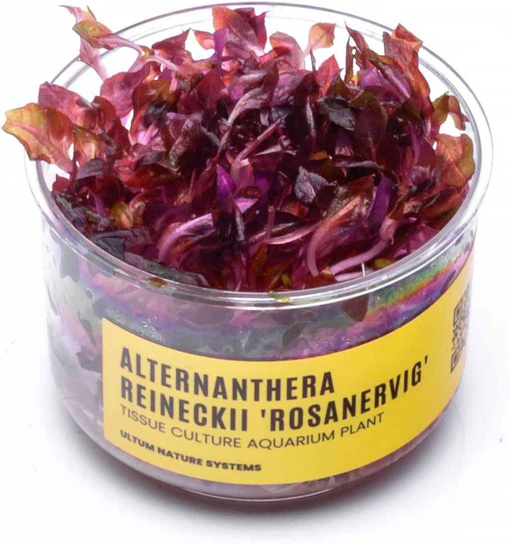Ultum Nature Systems Alternanthera Reineckii Rosanervig Red Stem Tissue Culture Live Plant for Aquarium, Aquascape, Freshwater Fish Tanks - 100% Snail Free in Vitro