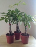 LOUSBONSAINUSERY BRAIDED MONEY TREE