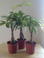 LOUSBONSAINUSERY BRAIDED MONEY TREE