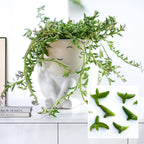 Live Succulents String of Dolphins (4-inch), Succulent Plants Fully Rooted in Pots with Soil, Easy-Care House Plant for DIY, Home Office Decor, Wedding Party Favor