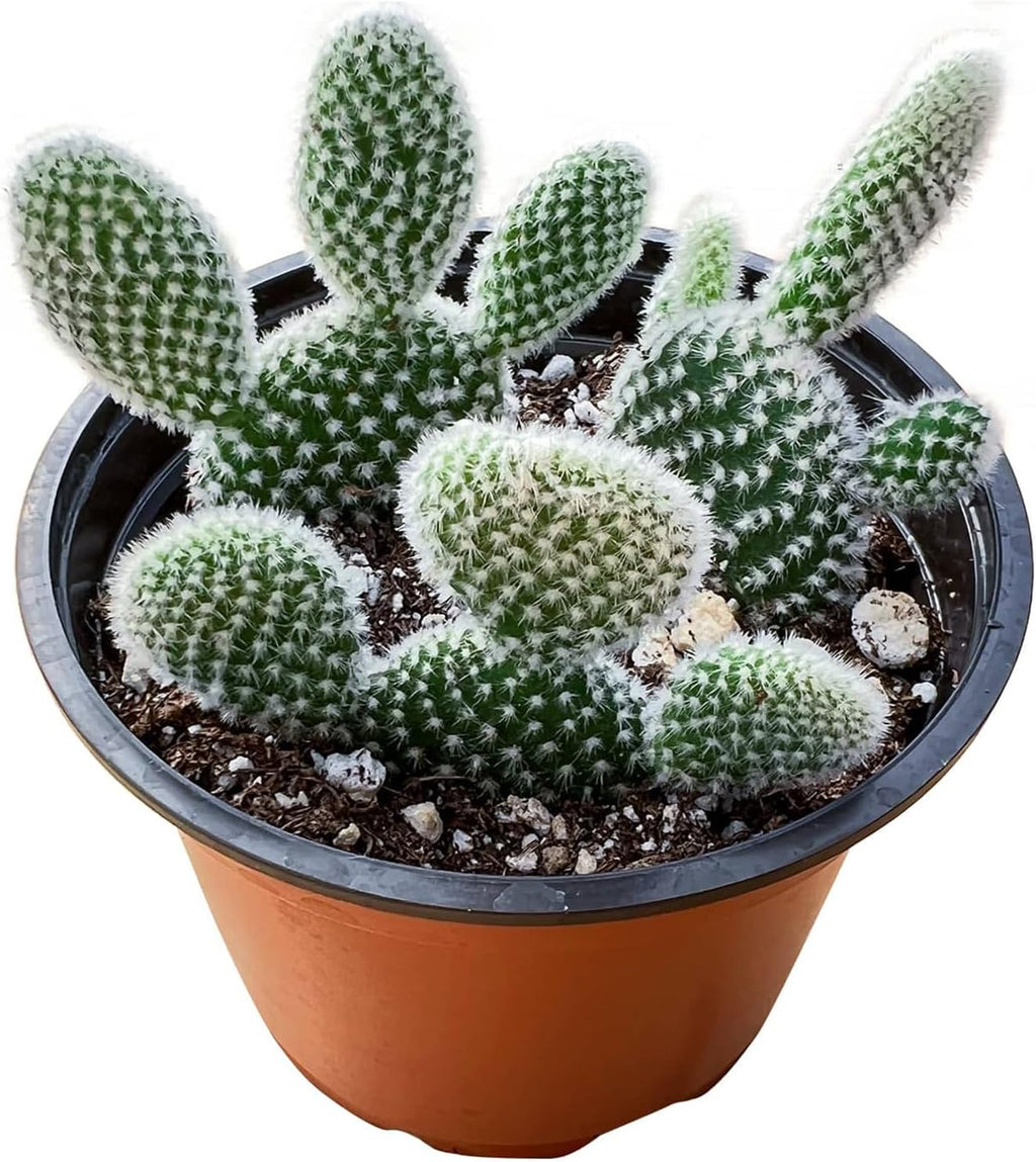 Live Succulents 'Bunny Ear Cactus' (4-inch), Succulent Plants Fully Rooted in Pots with Soil, Easy-Care House Plant for DIY, Home Office Decor, Wedding Party Favor