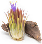 Jumbo Air Plant Ionantha Guatemala 'Macho' - Live Tillandsia Succulent House Plants - Available in Wholesale and Bulk - Home and Garden Decor - Easy Care Indoor and Outdoor Plants (Pack of 1)