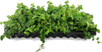Creeping Fig Vine | 3 Live Plants | Ficus Pumila | Fast-Growing Ground Cover | Evergreen Climbing Vine for Walls & Trellises