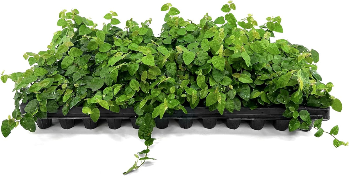 Creeping Fig Vine | 3 Live Plants | Ficus Pumila | Fast-Growing Ground Cover | Evergreen Climbing Vine for Walls & Trellises