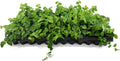 Creeping Fig Vine | 60 Live Plants | Ficus Pumila | Fast-Growing Ground Cover | Evergreen Climbing Vine for Walls & Trellises
