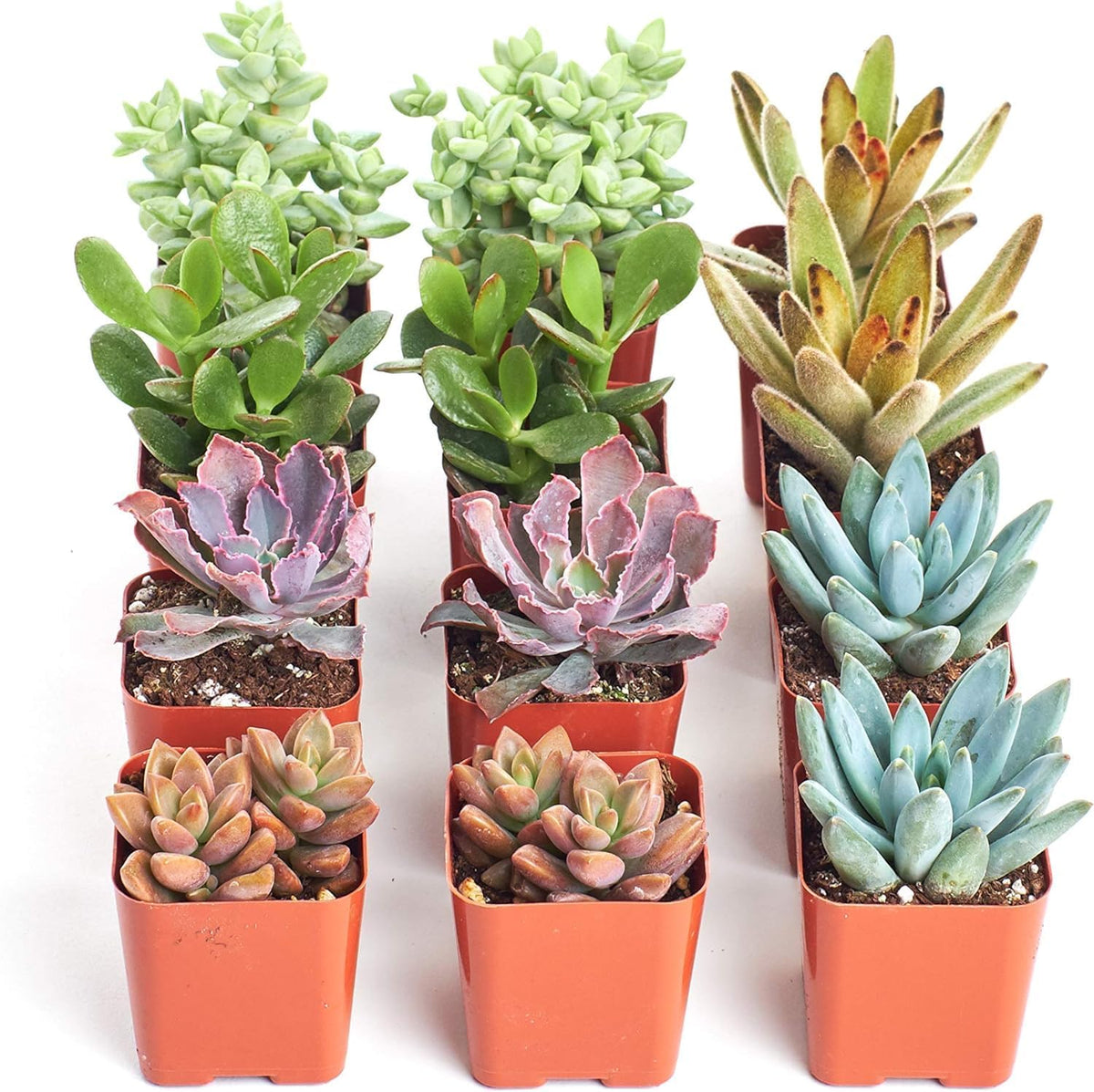 Shop Succulents Assorted Succulent Plant Pack Collection - Live Mini Succulent Plants, Low Maintenance, Mixture of Colors & Textures - Wedding and Party Favors, Gift & Garden, Pack of 12