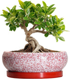 Bonsai Pots Small - 6 Inch Ceramic Succulent Pots with Drainage Hole and Ceramic Saucer, Succulent Planters Indoor Outdoor, Shallow Round Planter, Apartment Decor, Housewarming Gifts, Red
