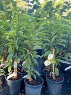 3 Years Old Soursop Tree Plant Live in 3 Gallon Pot, 2-3 Feet Soursop Trees Seedling Tropical Fruit, Sweet Annona Muricata Guanabana for Outdoor Planting, Can not Ship to California
