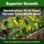 HOME GROWN Jalapeno Pepper Seeds – 258 𝗡𝗢𝗡-𝗚𝗠𝗢 𝗨𝗦𝗔 Heirloom Seeds (Capsicum annuum) – High Germination, Easy to Grow, Early Harvest Hot Peppers