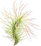 ragnaroc Air Plants - Tillandsia Funckiana, Large 5" - 2ct - Live Arrival Guaranteed - House Plants for Home Decor & Gift