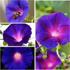 Seed Needs, Grandpa OTT Morning Glory Seeds - 100 Heirloom Seeds for Planting Ipomea purpurea - Annual Blue/Violet Blooms, Flowering Vine for a Natural Privacy Fence (5 Packs)