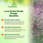 Outsidepride 500 Seeds Perennial Eragrostis Spectabilis Ornamental Love Grass Seed for Planting
