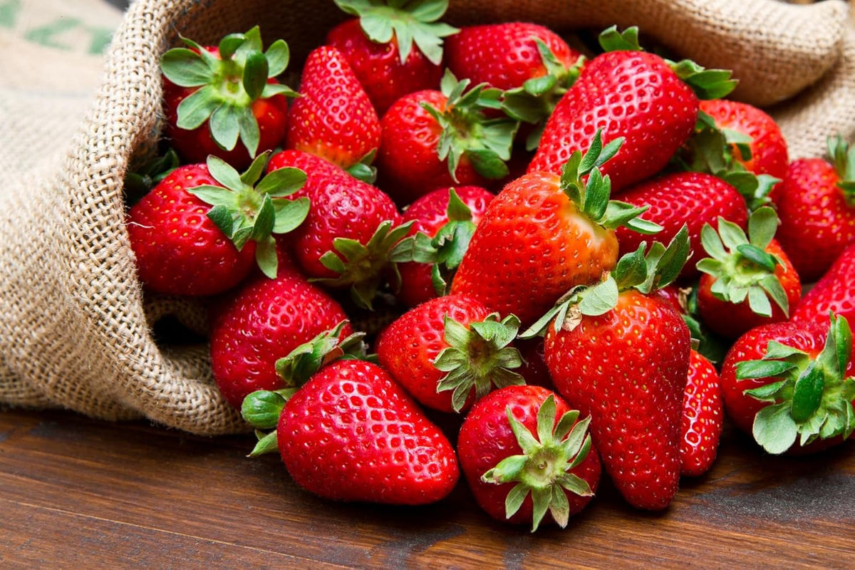 Mountain Jewels Strawberry Plants - Grow Giant Strawberries - Bare Root Plants for Growing (10 Plants)