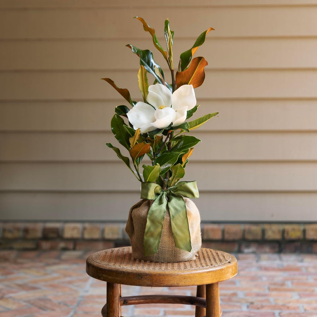 Southern Magnolia Sympathy Gift Tree by The Magnolia Company - Get Beautiful and Fragrant Flowers on Lush in Memory Magnolia Tree Gift - Can Not Ship to California