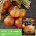 Yellow Sweet Spanish Onion Seed for Planting - 3 Packets with Instructions to Plant and Grow Long Day Onions in Your Home Vegetable Garden - Non-GMO Heirloom Variety - Survival Garden Seeds