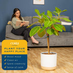 Costa Farms Ficus Audrey Tree Live Plant | 3-4 Ft. Tall Floor Plant | 10-Inch Minimal Decor Pot | Easy to Grow Houseplant & Air Purifying Room, Office, and Home Decor