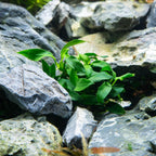 Ultum Nature Systems Anubias Heterophylla Tissue Culture Live Plant for Aquarium, Aquascape, Freshwater Fish Tanks - 100% Snail Free in Vitro