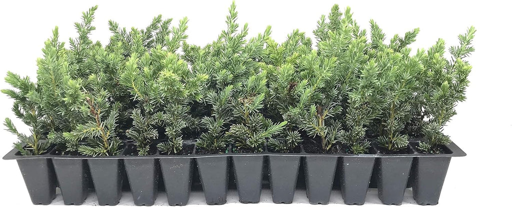 Juniper Blue Pacific - 30 Live Plants - Drought Tolerant Cold Hardy Evergreen Ground Cover