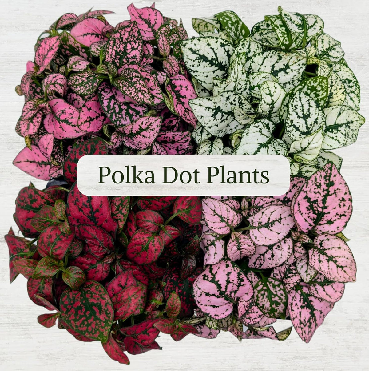 Polka Dot Plant Collection (4-Pack) - House Plants Indoors Live, Air Purifying Live Indoor House Plants, (Red, White, Rose, and Pink) Indoor Plants Live houseplants.