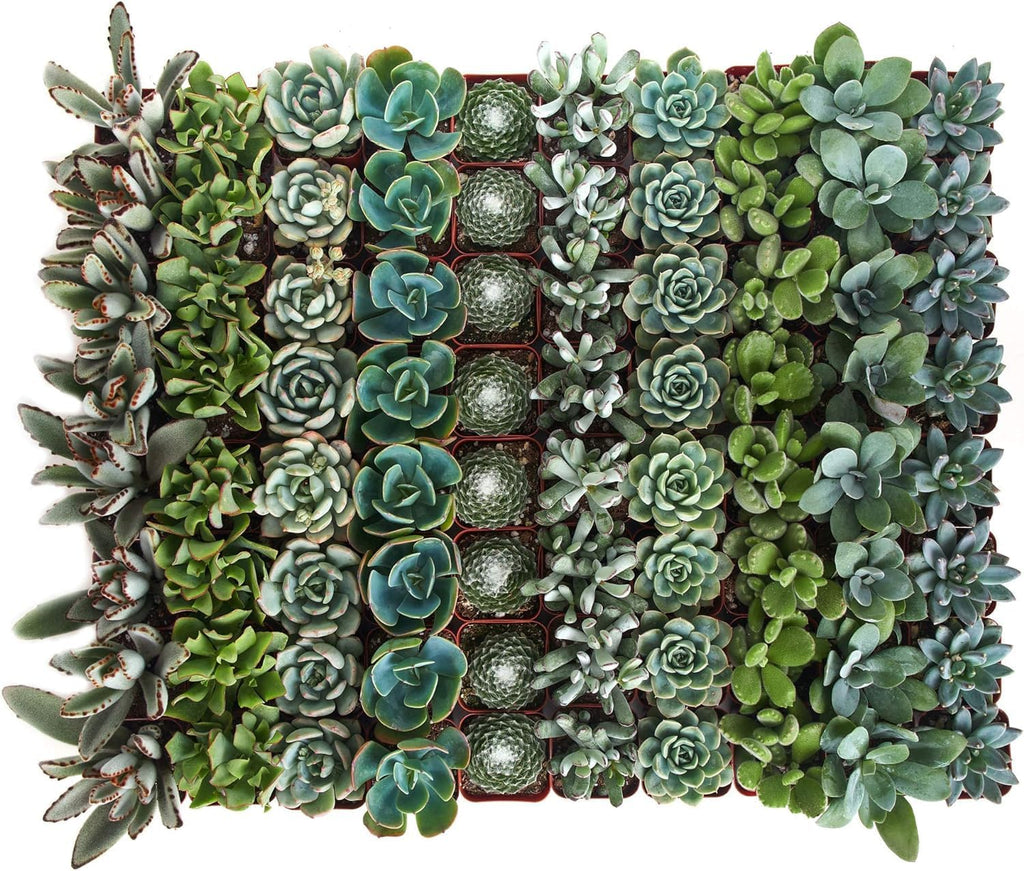 Shop Succulents Blue & Green Succulent Plant Pack Bulk Collection - Live Mini Succulent Plants, Low Maintenance, Mixture of Textures - Wedding and Party Favors, Gift & Garden, Pack of 64