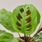 Maranta Leuconeura Live Plant for Indoor | Different Houseplants in 3'' Pot | Real House Plant for Living Room, Office, Desk & Bathroom | Prayer Plant