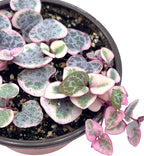 Live Succulent 4" Variegated String of Hearts, Succulents Plants Live, Succulent Plants Rooted, Hanging House Plant for Home Office Decoration, DIY Projects Party Favor Gift by The Succulent Cult