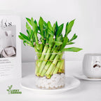 Lucky Bamboo Plants Live Indoor (10 Stalks, 6 Inch) - Fresh House Plants for Office Desk, Home Decor, for Positive Energy, Prosperity & Easy Care