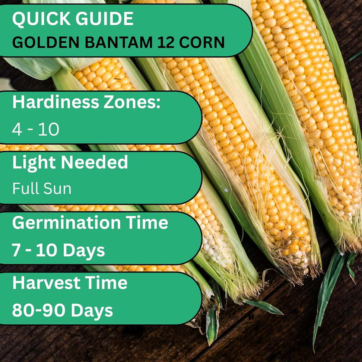 Woods Creek Seeds: Golden Bantam 12 Sweet Corn Seeds for Planting - Heirloom Sweet Corn Seed with Tender Yellow Kernels - Non-GMO, Open-Pollinated, Seed Pack for Field and Home Gardening