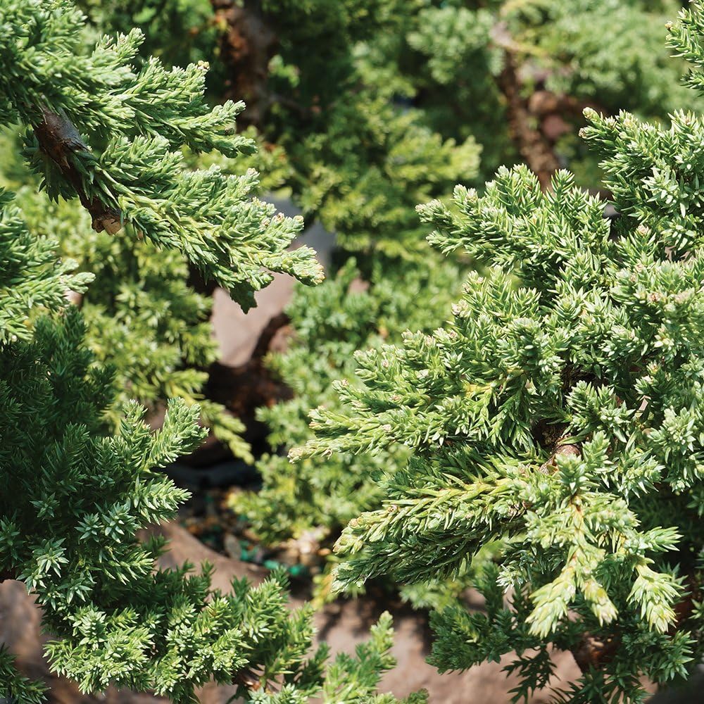 Brussel's Bonsai Live Green Mound Juniper Bonsai Tree - Medium, 5 Year, 6 to 10 Inches - Outdoor Bonsai Tree Live with Water Bonsai Pot (Not Sold in California)