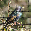 Bird-X Standard Bird Netting, Ideal for Gardens and Lightweight Applications, UV-Stabilized Mesh Netting with 3/4" Hole Opening, Easy to Install, 100' x 14'