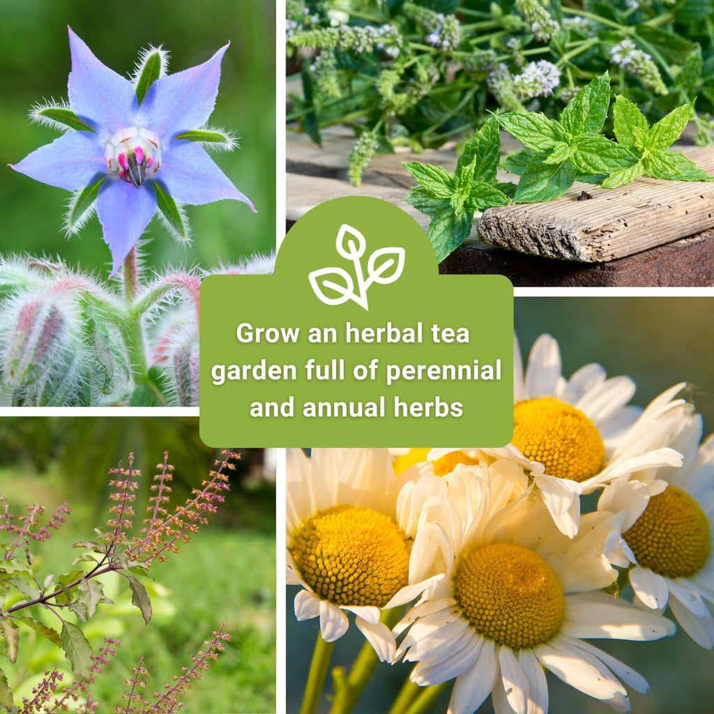 Sow Right Seeds - Large Herbal Tea Garden Seed Collection for Planting - Lemon Balm, Mint, Chamomile, Lavender, Echinacea, Borage, Hyssop, Calendula, and Holy Basil Tulsi - Non-GMO Heirloom to Grow